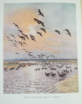 Delacour, Jean - The Waterfowl of the World. First Edition, 4 vols, 66 coloured please (by Peter Scott) & other illus.; gilt pictorial cloth & d/wrappers, 4to. 1954-64
